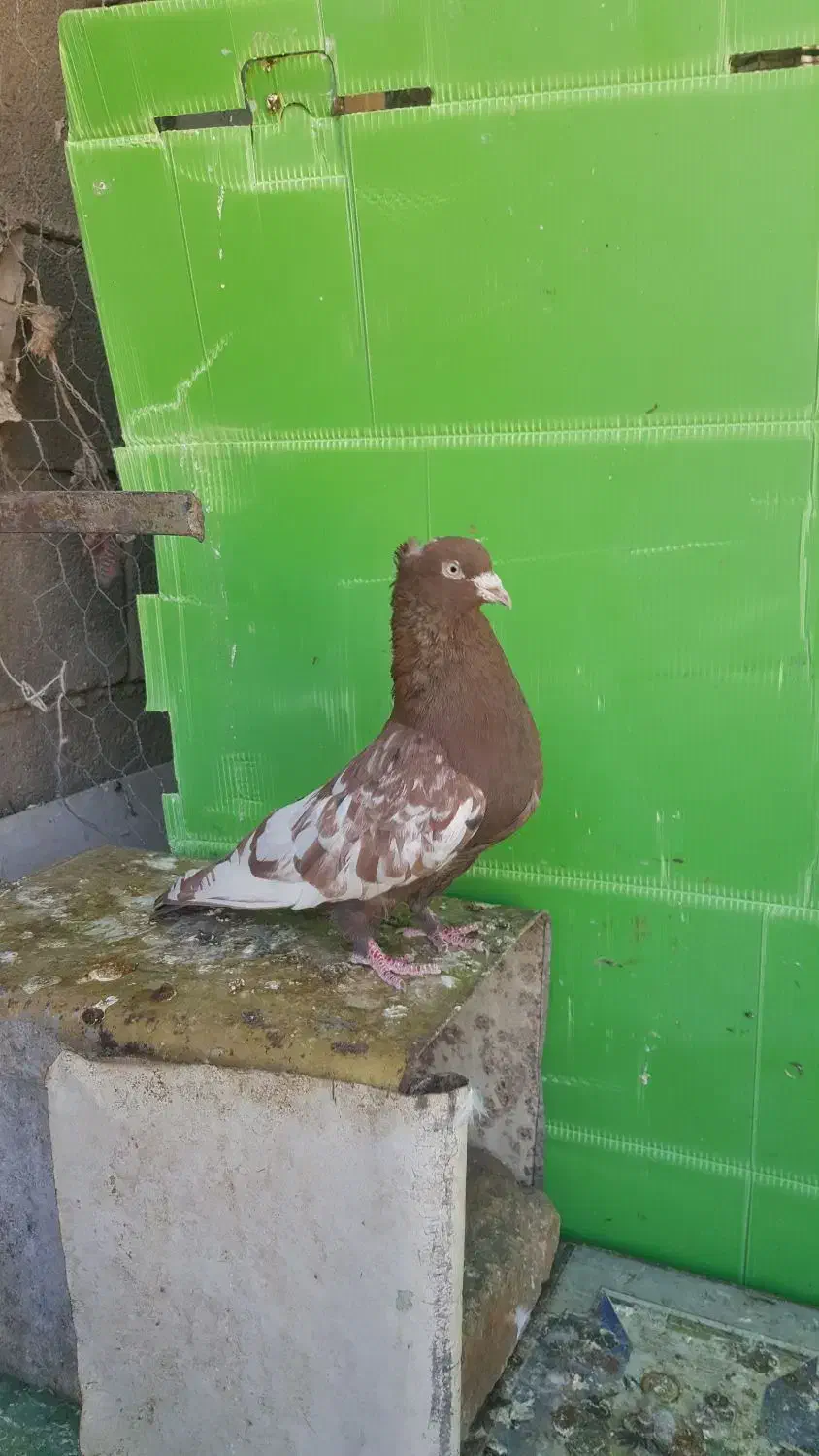 سینه سرخ نر|پرنده|فیروزآباد (فارس), |دیوار