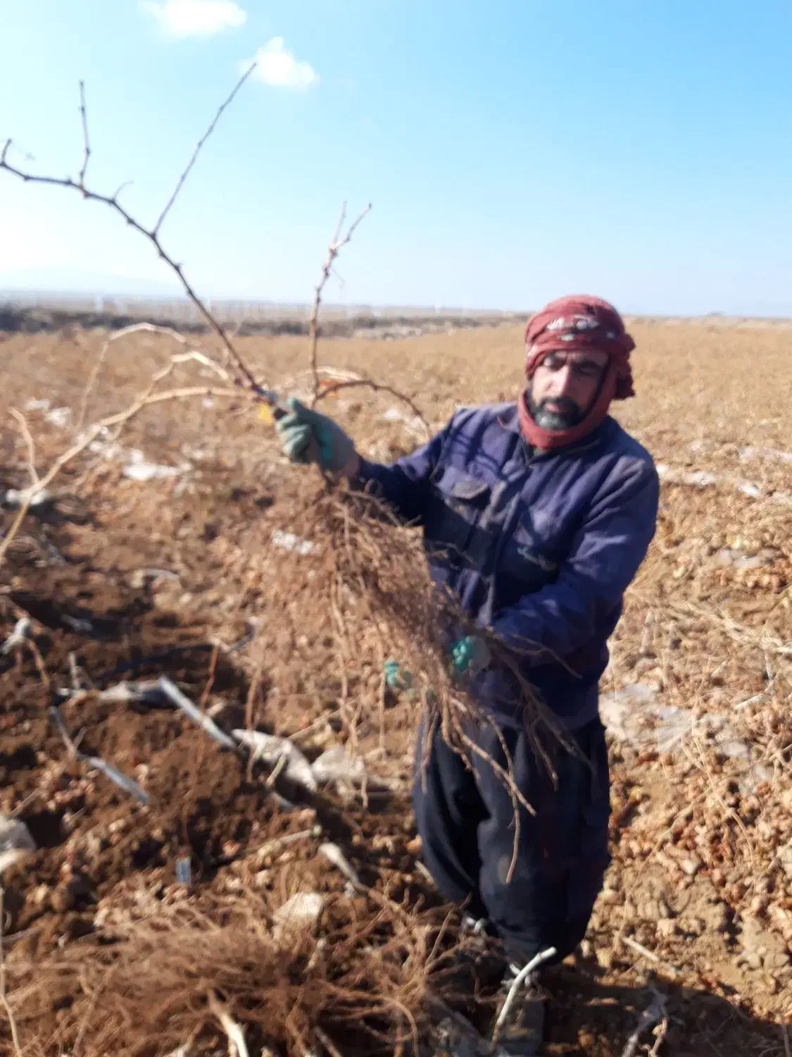 نهال انگور تضمینی با ضمانت کتبی|حراج|خرمدشت, |دیوار