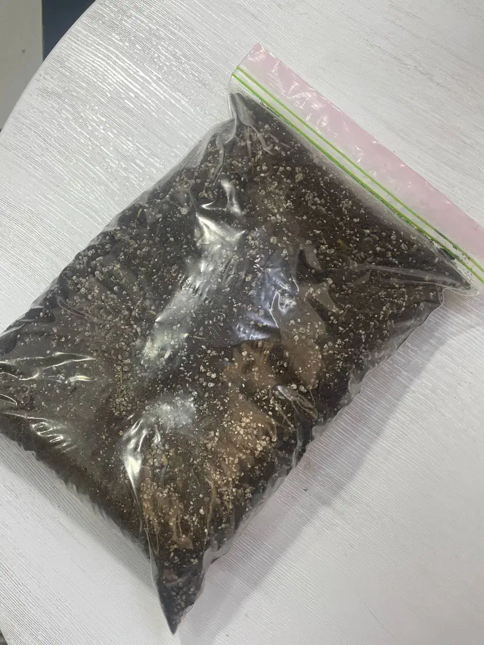 خاک تفاله قهوه گلدان|گل و گیاه طبیعی|مشهد, کوشش|دیوار