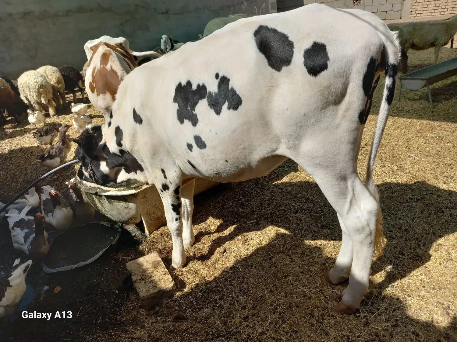 بره نر گوساله ماده هلشتاین|حیوانات مزرعه|بندر ماهشهر, |دیوار