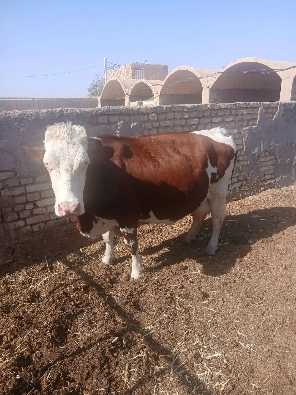 گاوشیری سیمنتال|حیوانات مزرعه|یزد, |دیوار