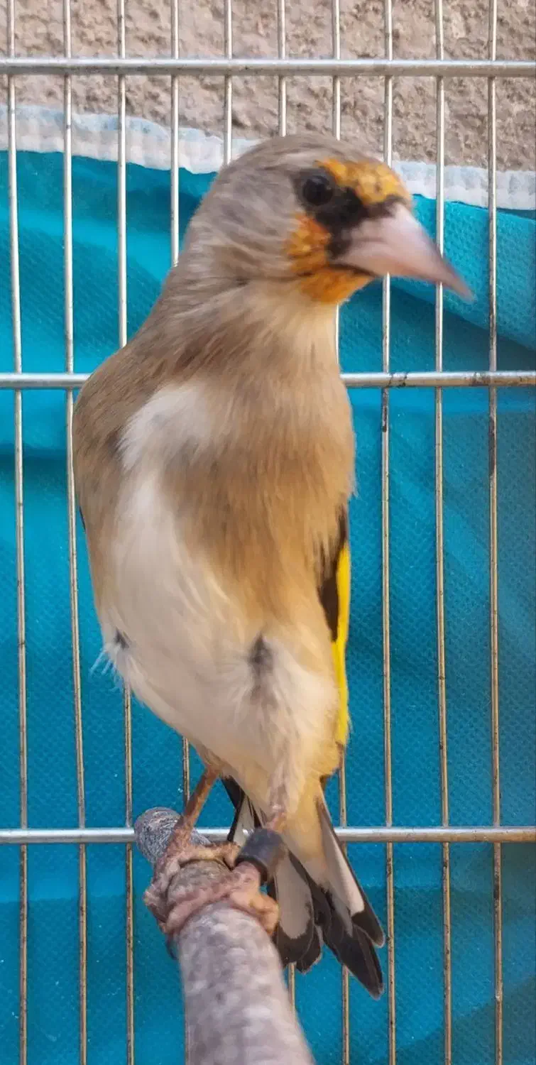 سهره قناری مستخون وکرمونی|پرنده|مشهد, حضرت حجت|دیوار