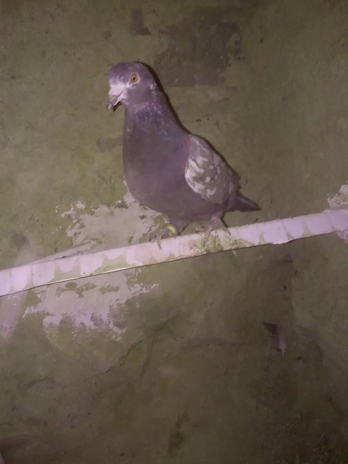 کبوتر|پرنده|درمیان, |دیوار