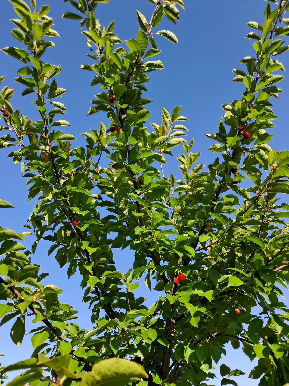 فروش استثنایی باغ سند دار در نمین معاوضه با خودرو|فروش زمین و ملک کلنگی|نمین, |دیوار