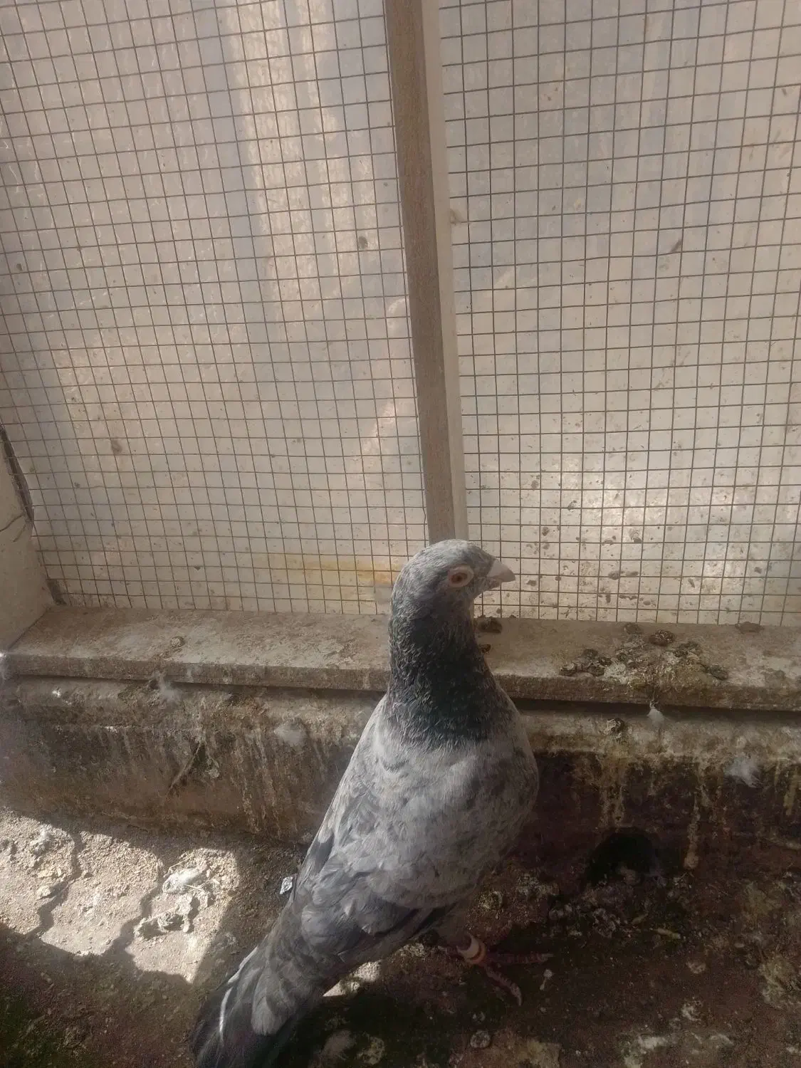 ماده سار|پرنده|مشهد, محمدآباد|دیوار