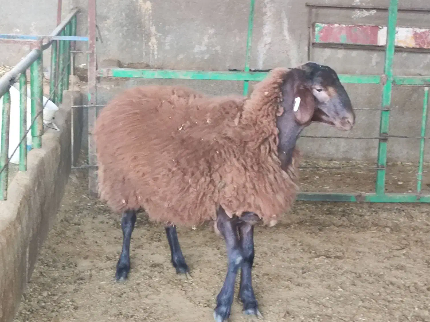 قوچ همو ۸ ماهه|حیوانات مزرعه|تهران, مشیریه|دیوار