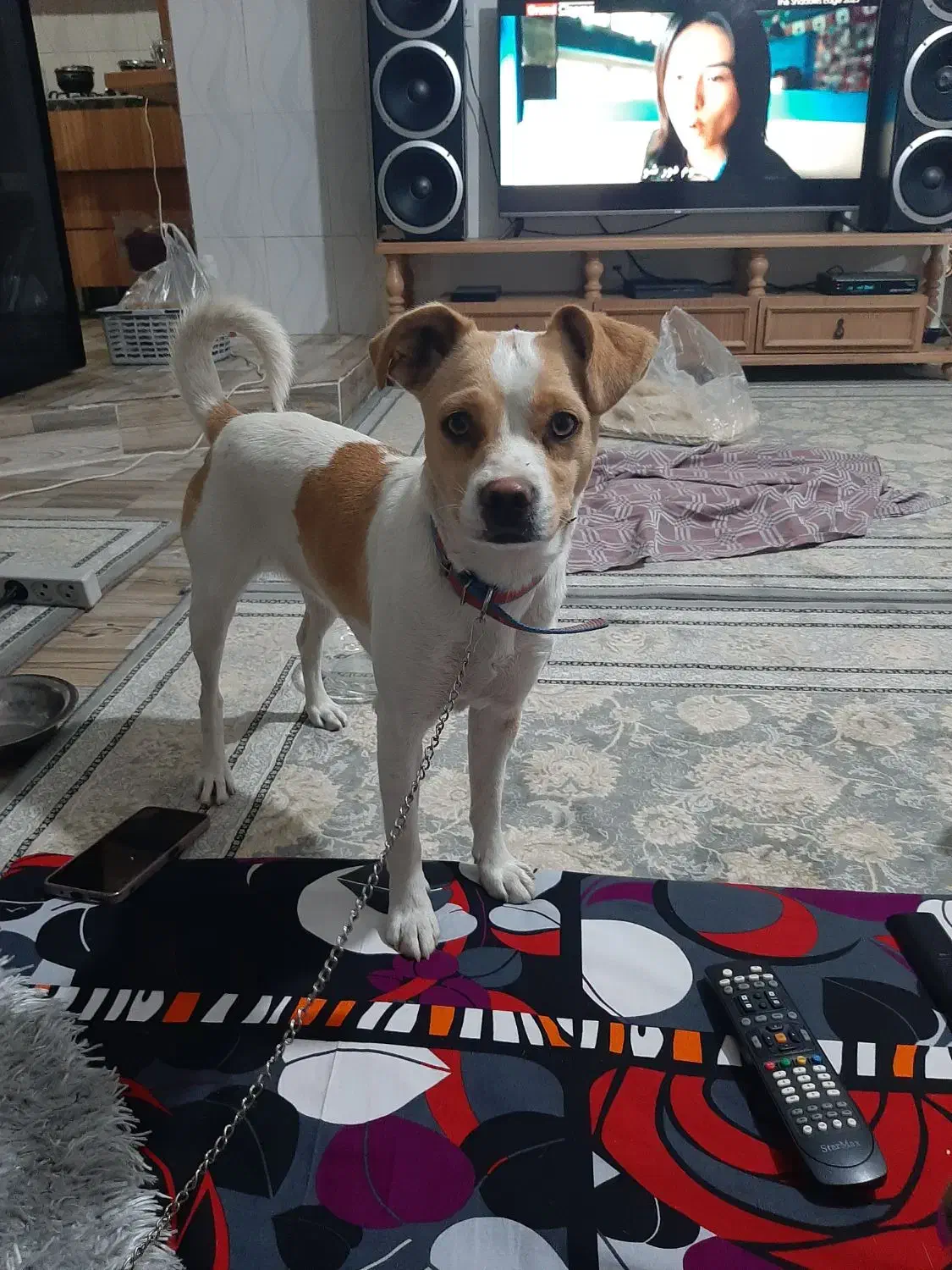 خیلی مهربونه|حیوانات|چهاردانگه (تهران), |دیوار