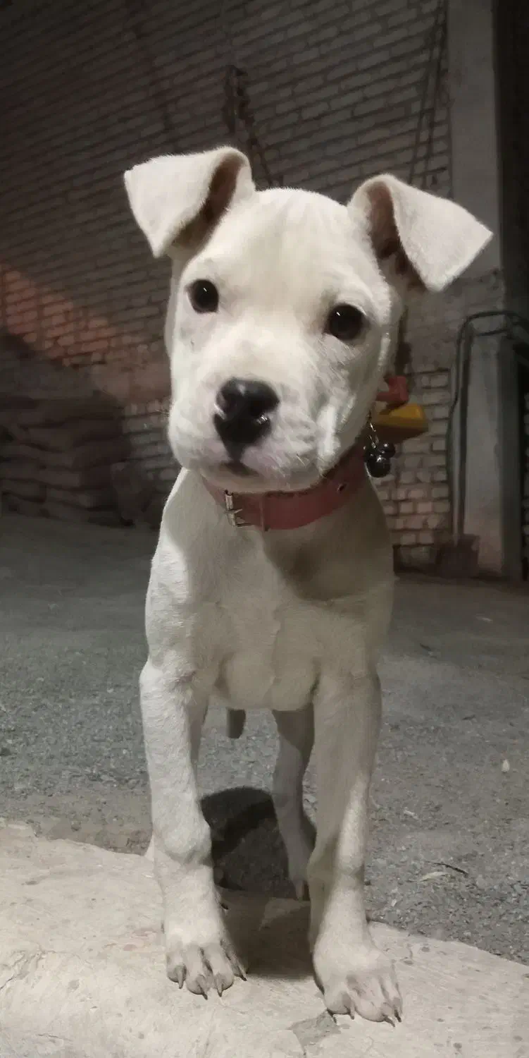 واگزاری داگو ارژانتینو|سگ|پیر بکران, |دیوار