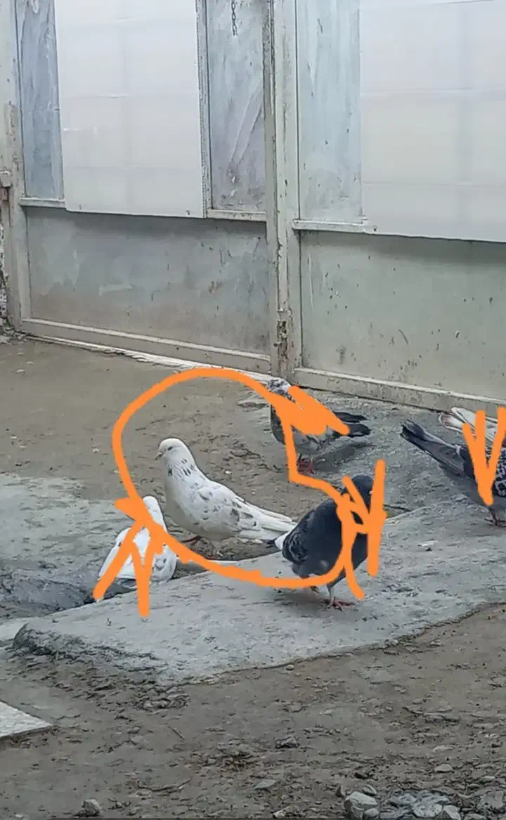 کبوتر گمشده|پرنده|گمیشان, |دیوار