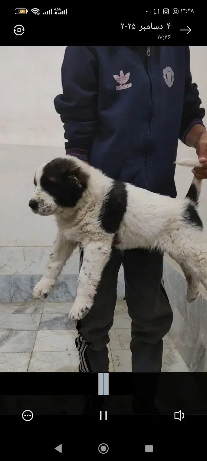 سگ آلابای/ سراب /افغان|سگ|مشهد, شهرک مهر آباد|دیوار