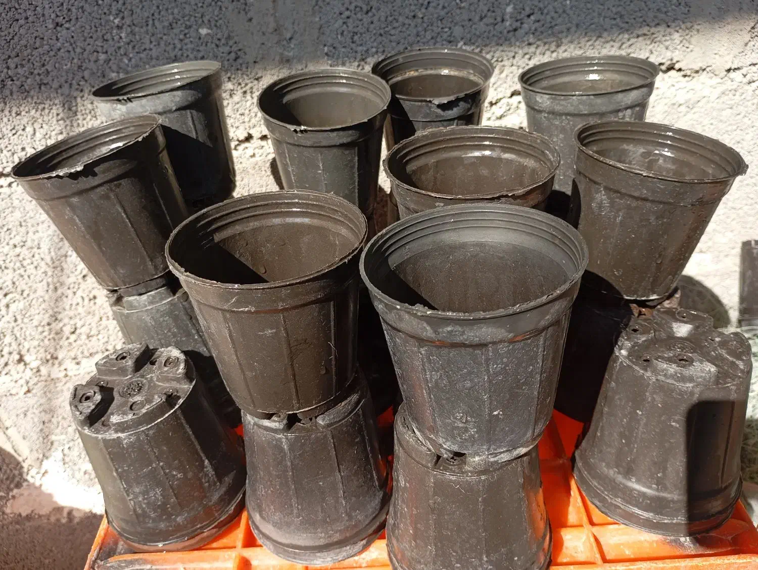 حراج گلدون|گل و گیاه طبیعی|بندر دیر, |دیوار