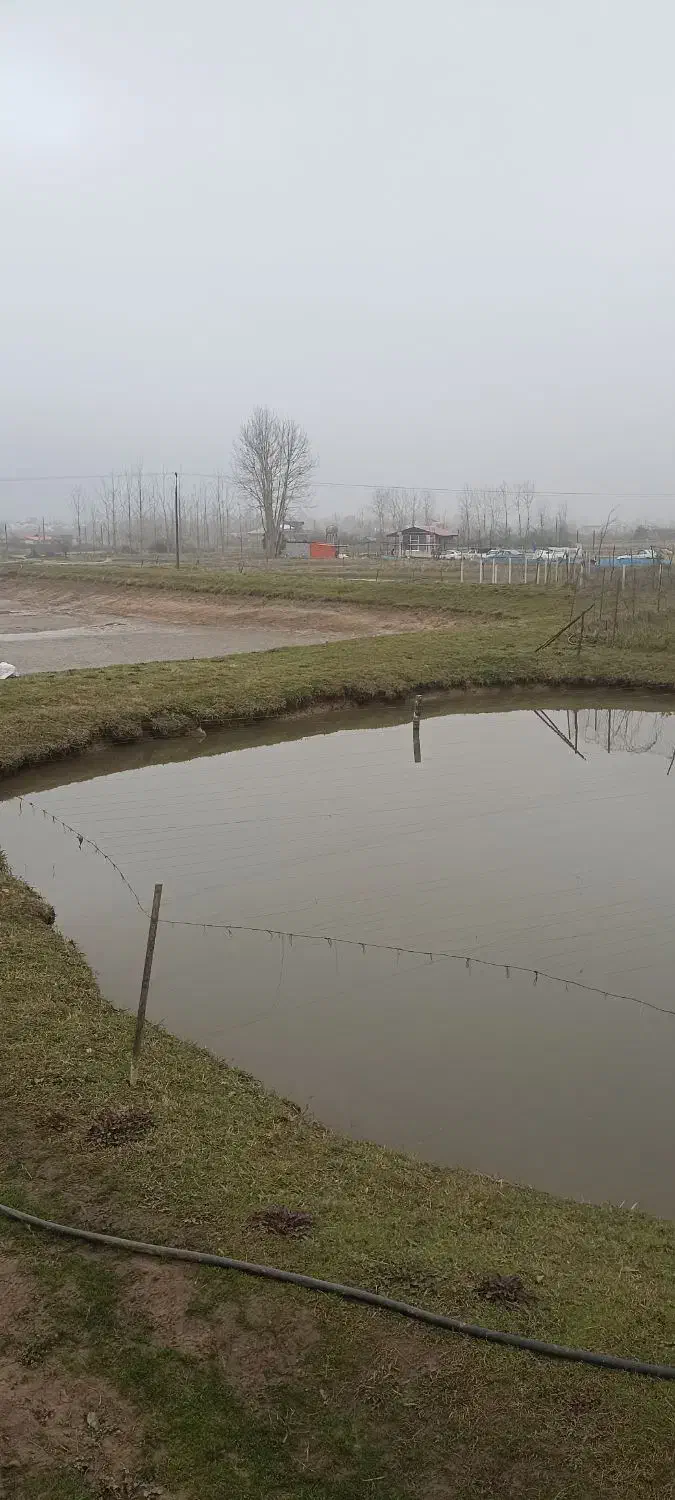 ماهی قرمز|ماهی|قوچان, |دیوار