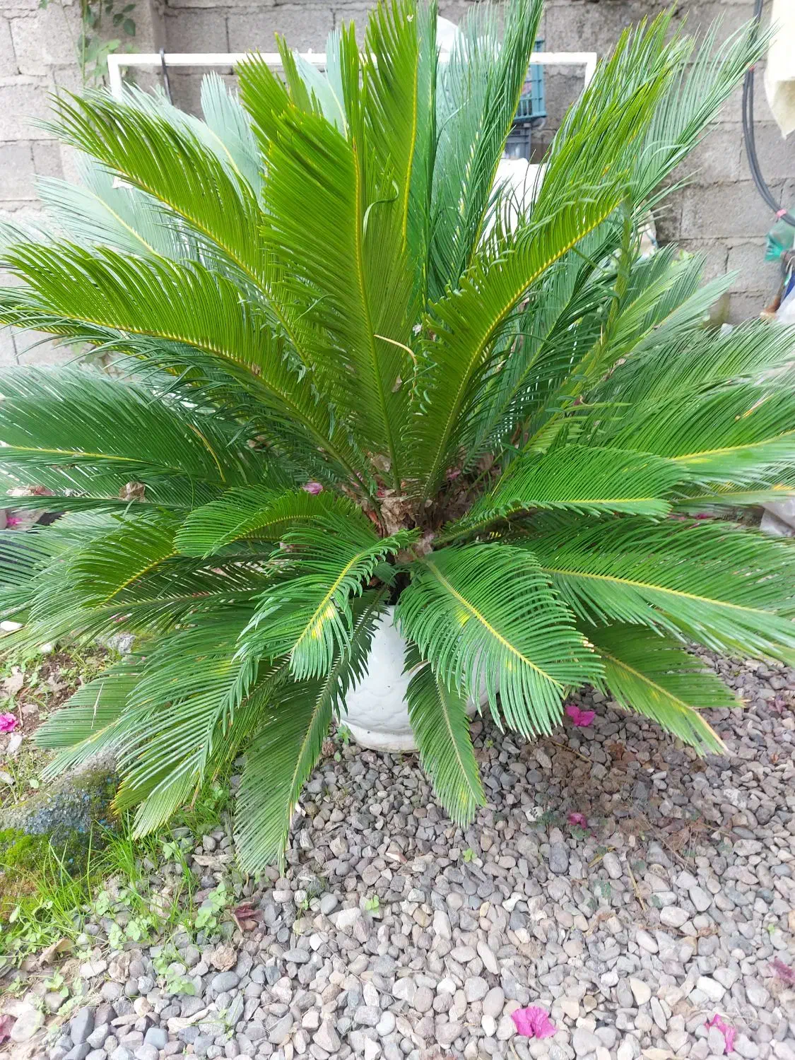 گل سیکاس و شفلرا|گل و گیاه طبیعی|خمام, |دیوار