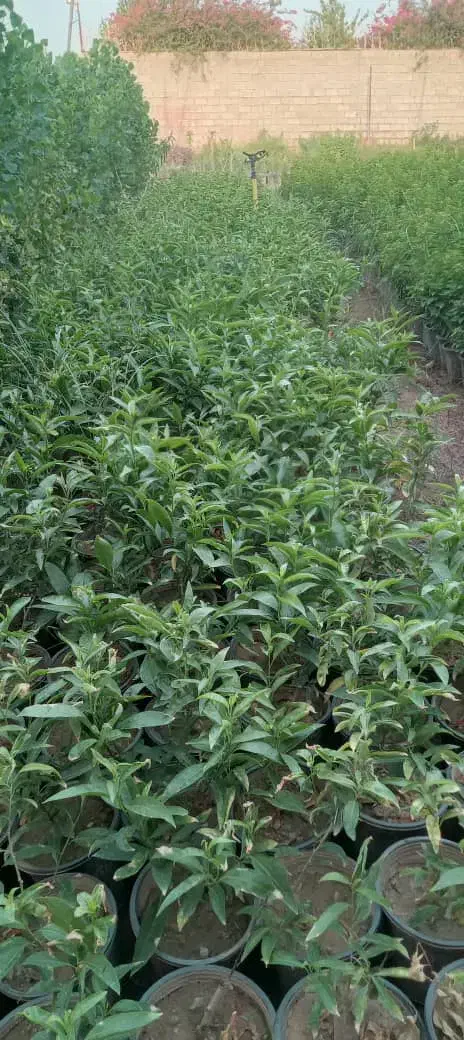 شب بو آلوورا پالم|گل و گیاه طبیعی|دزفول, |دیوار