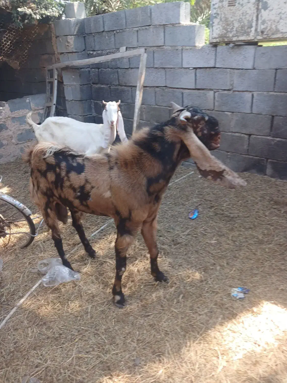 اصل|حیوانات مزرعه|میناب, |دیوار