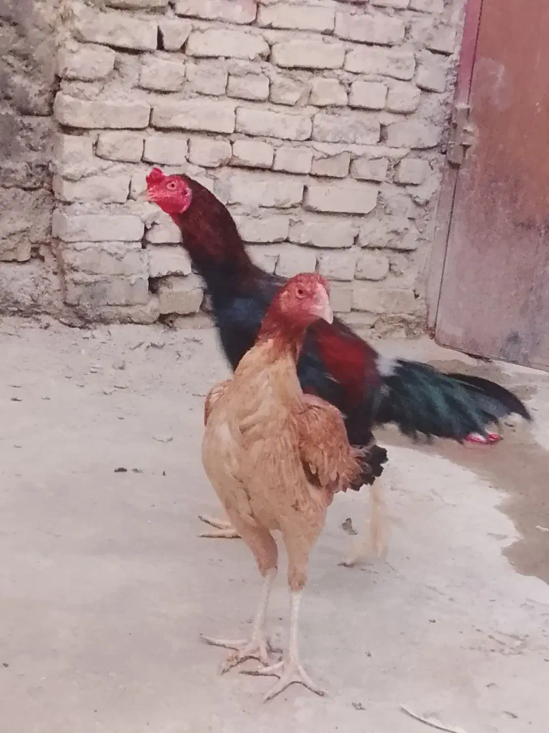 خ ر. و س و ماکیان|حیوانات مزرعه|سراوان, |دیوار