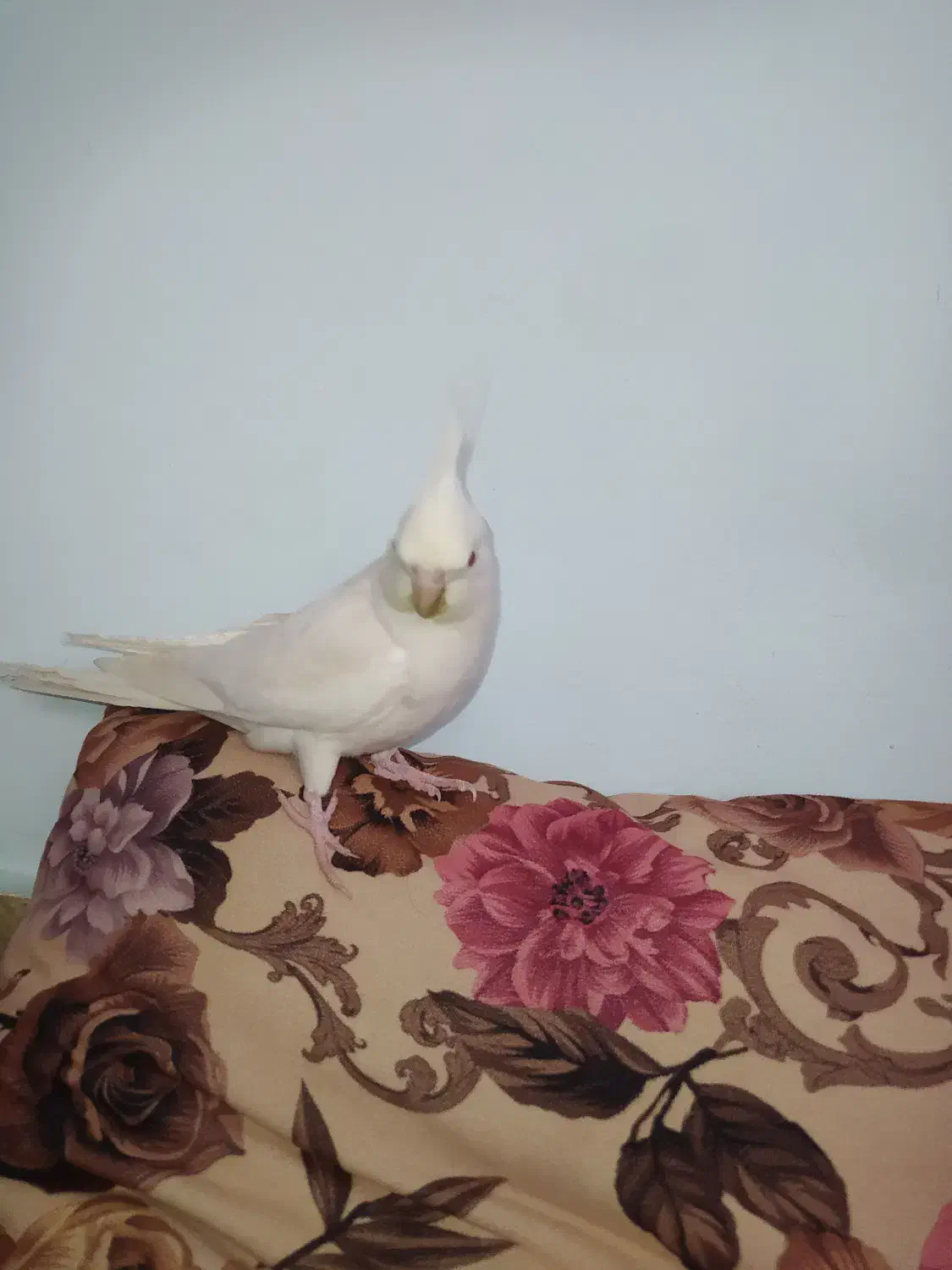 عروس هلندی نر البینو|پرنده|ملایر, |دیوار