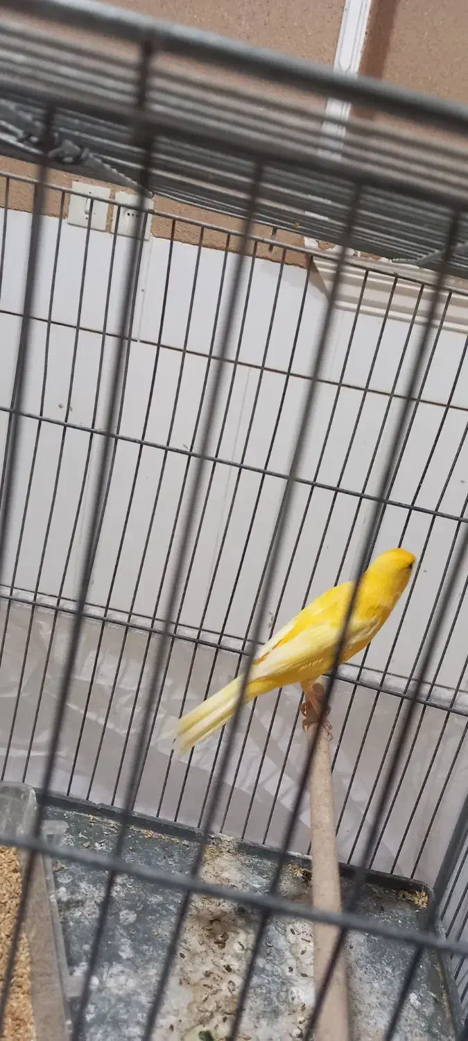 قناری|پرنده|بافق, |دیوار