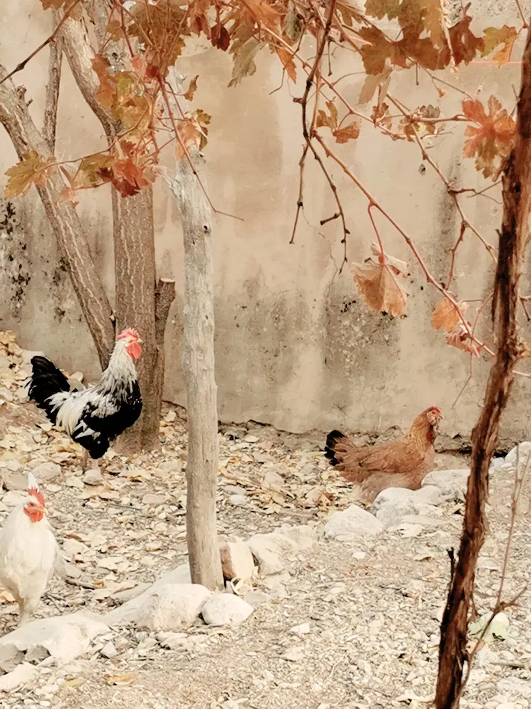 خروس و مرغ چهل تاج|حیوانات مزرعه|چیتاب, |دیوار