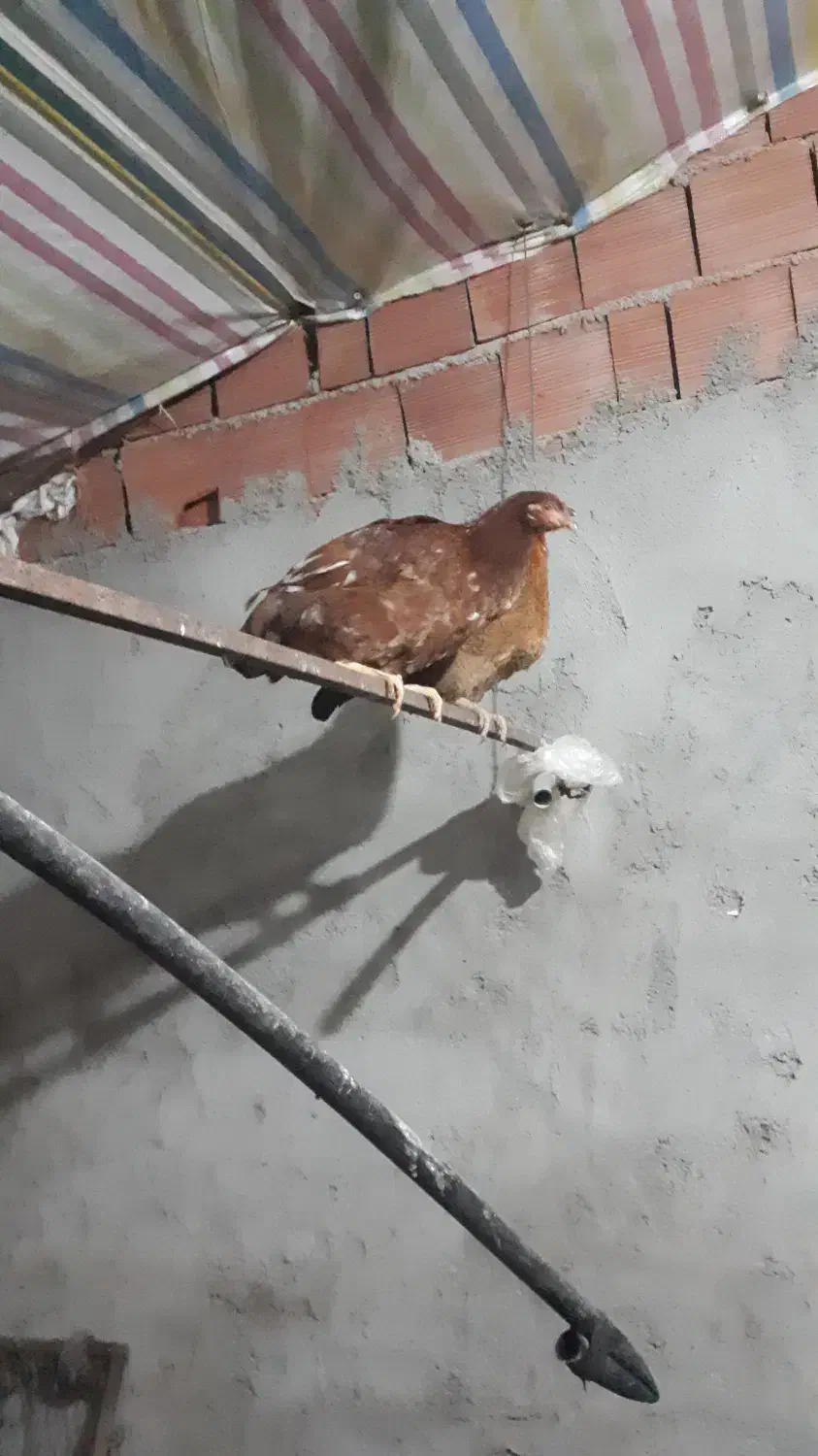 مرغ محلی تخم گذار|حیوانات مزرعه|مرادلو, |دیوار