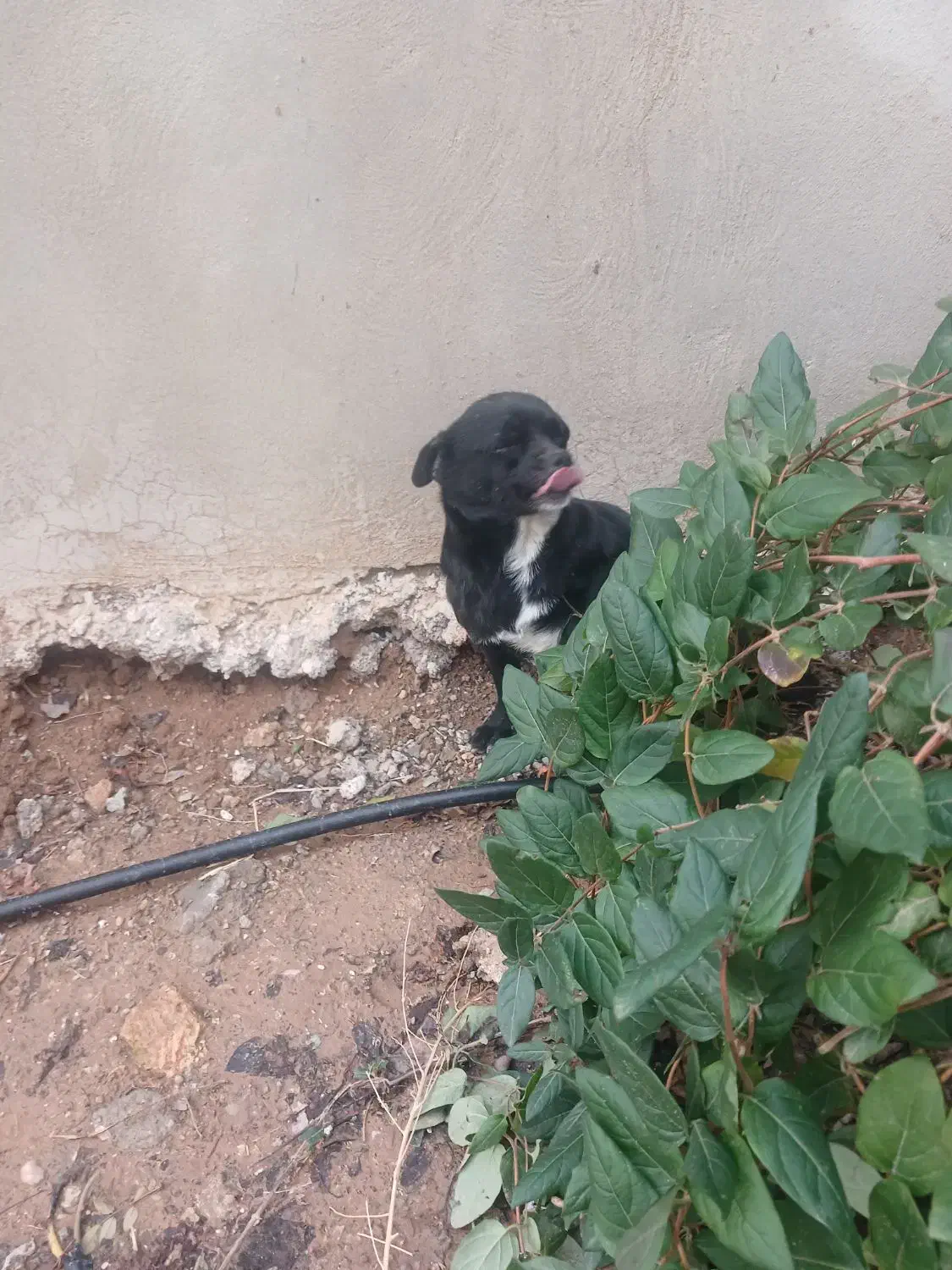 سگ پاکوتاه باهوش|سگ|کرمانشاه, |دیوار