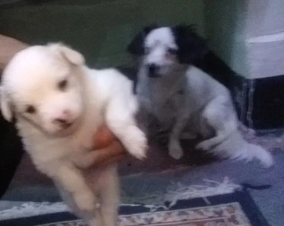 توله سگ یسرپامربامادرشون ردمیکنم|سگ|مسجد سلیمان, |دیوار