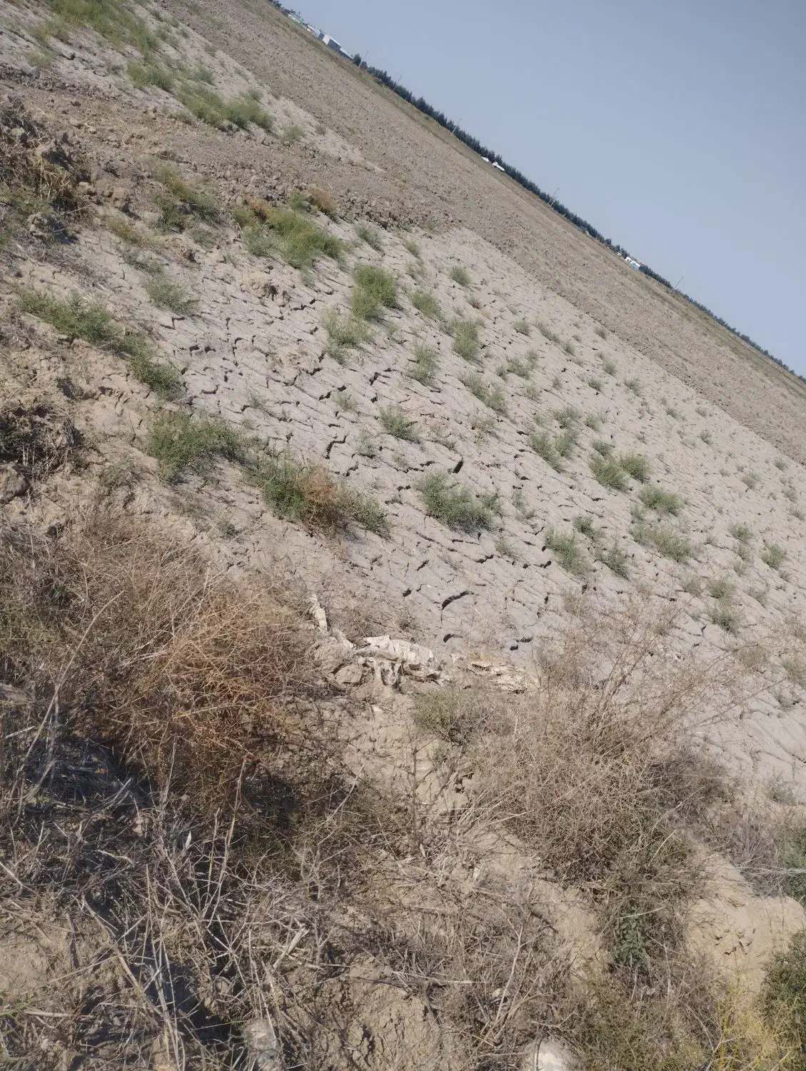 زمین|اجارهٔ دفتر صنعتی، کشاورزی، تجاری|گنبد کاووس, |دیوار