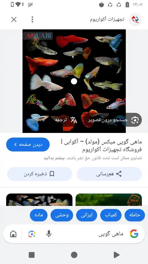 ماهی|ماهی|زاهدان, |دیوار