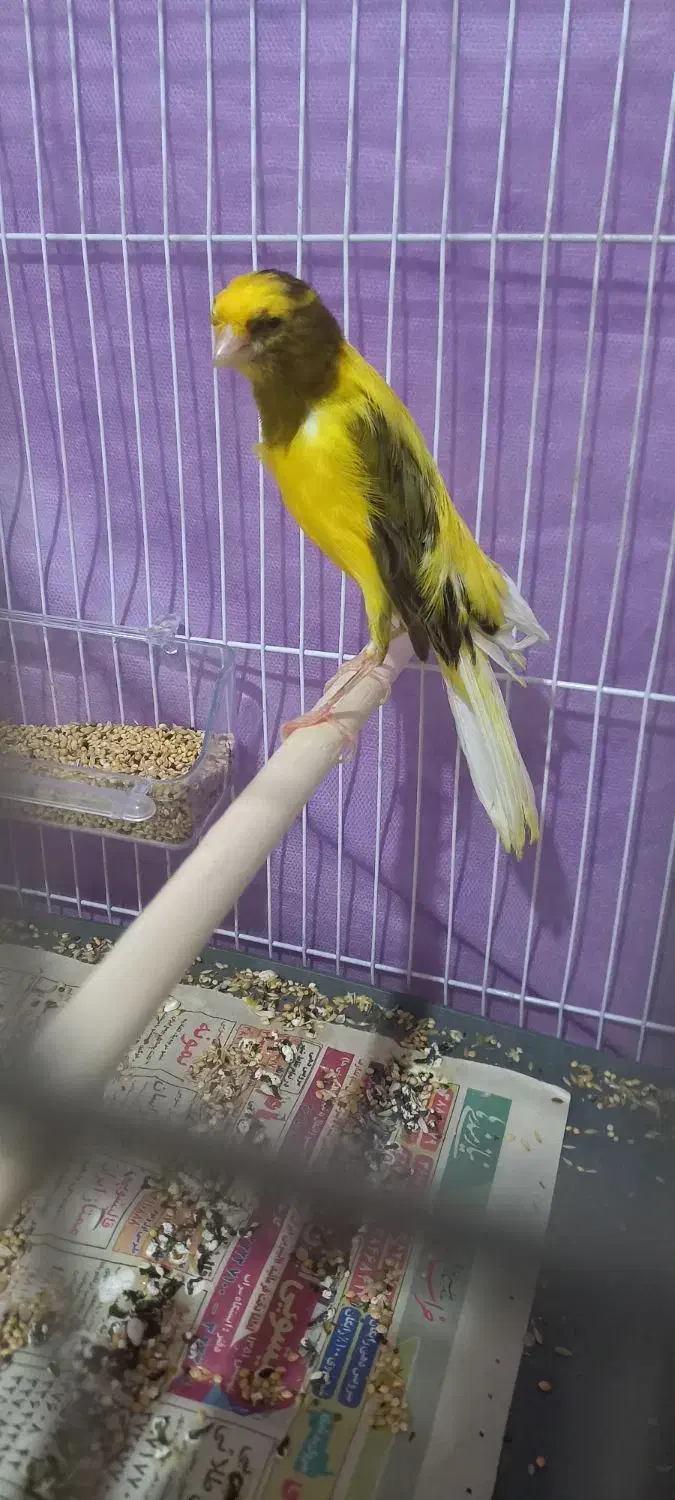 قناری کرست ابلغ زرد کشیده نر|پرنده|مشهد, پروین اعتصامی|دیوار