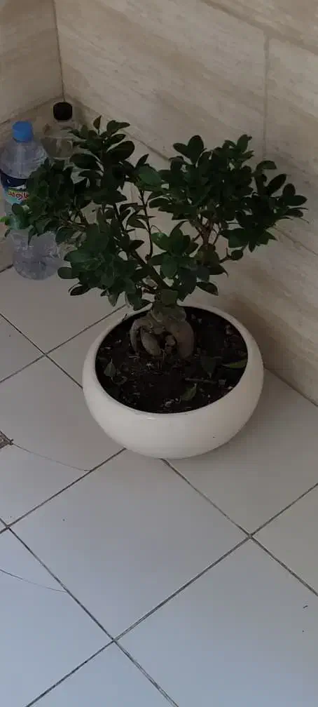 گل و گلدان|گل و گیاه طبیعی|رشت, رشتیان|دیوار