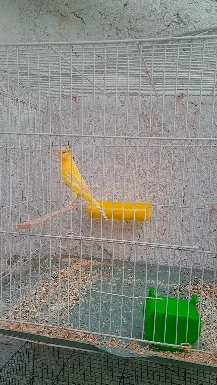 قناری نر|پرنده|سبزوار, پاسداران|دیوار