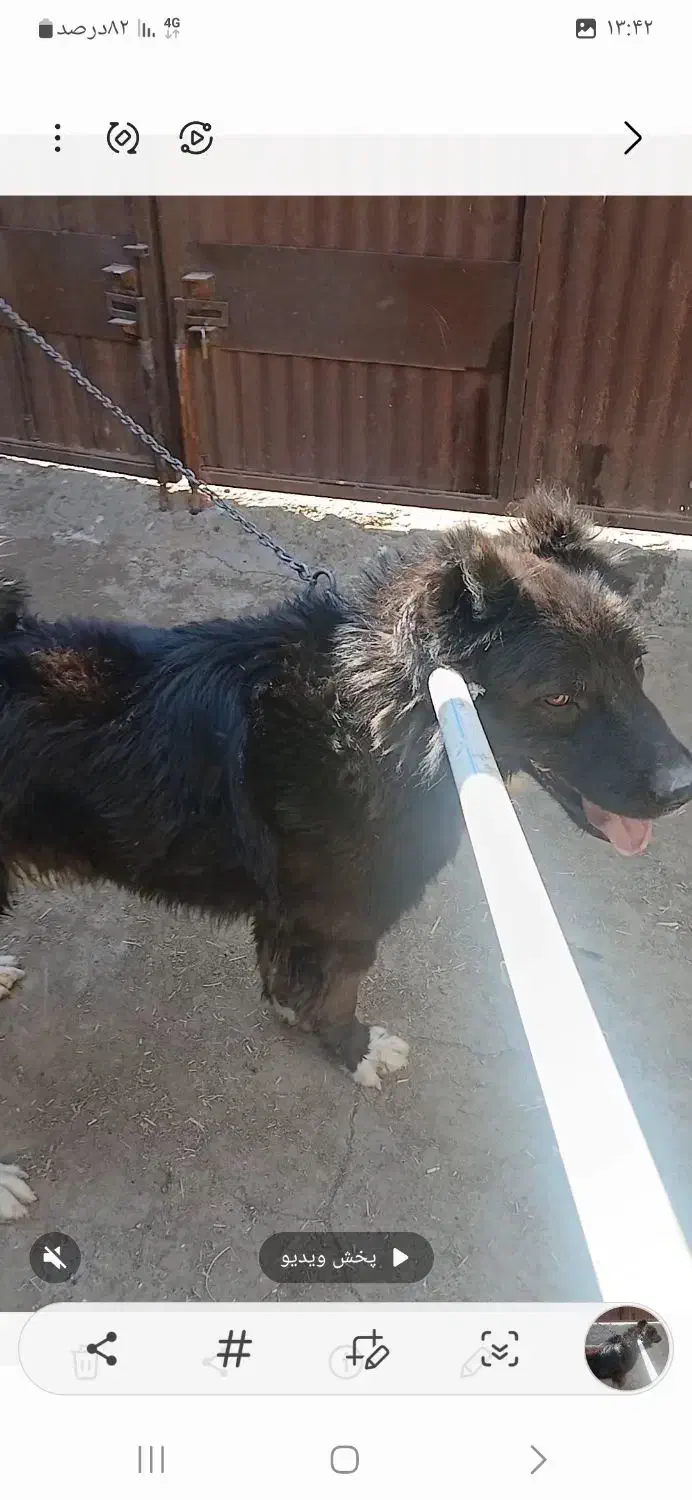 سگ قهدیرجانی|سگ|ورزنه, |دیوار