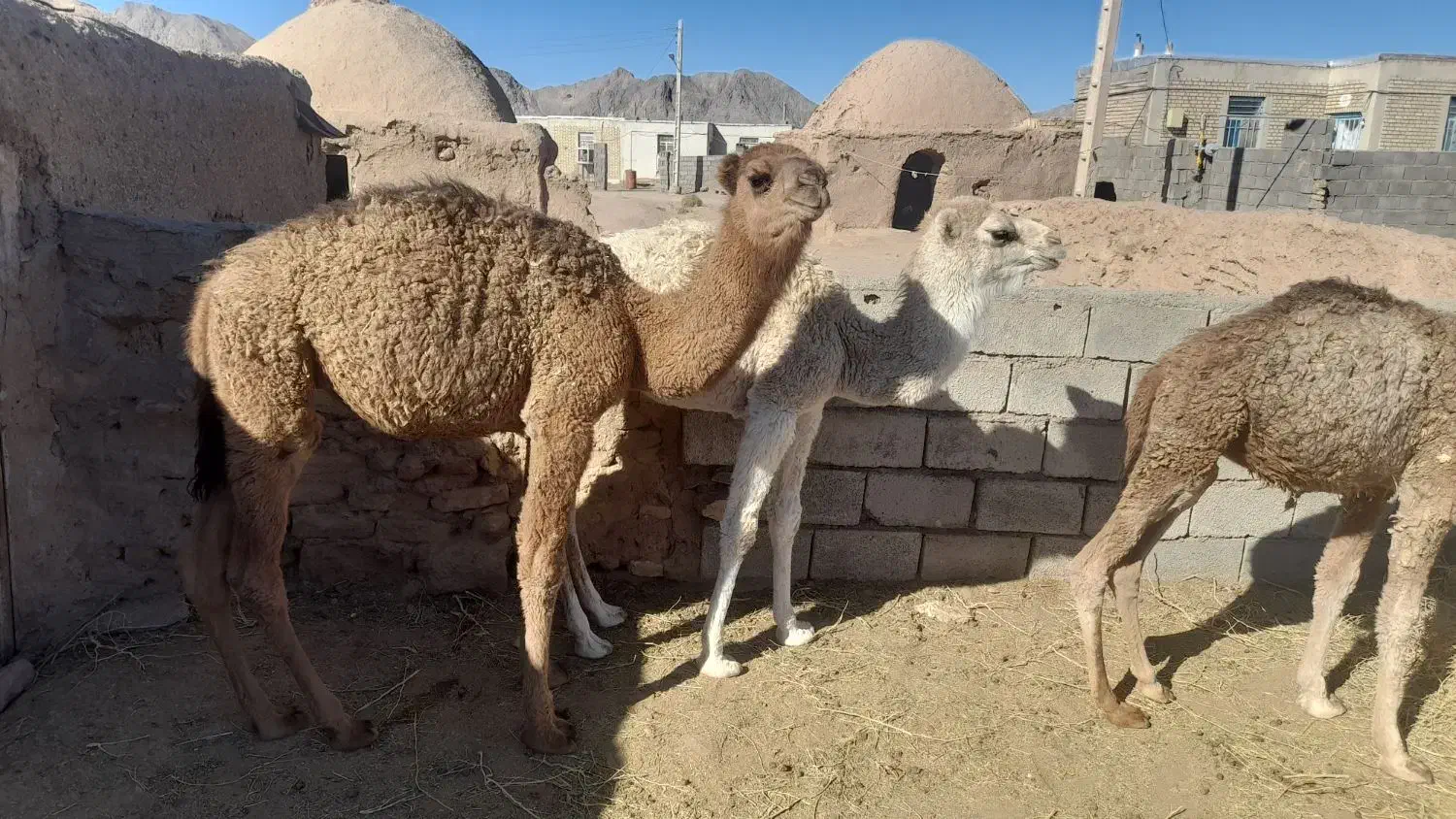 هاشی لوکی هر سه نر میباشد|حیوانات مزرعه|طبس, |دیوار