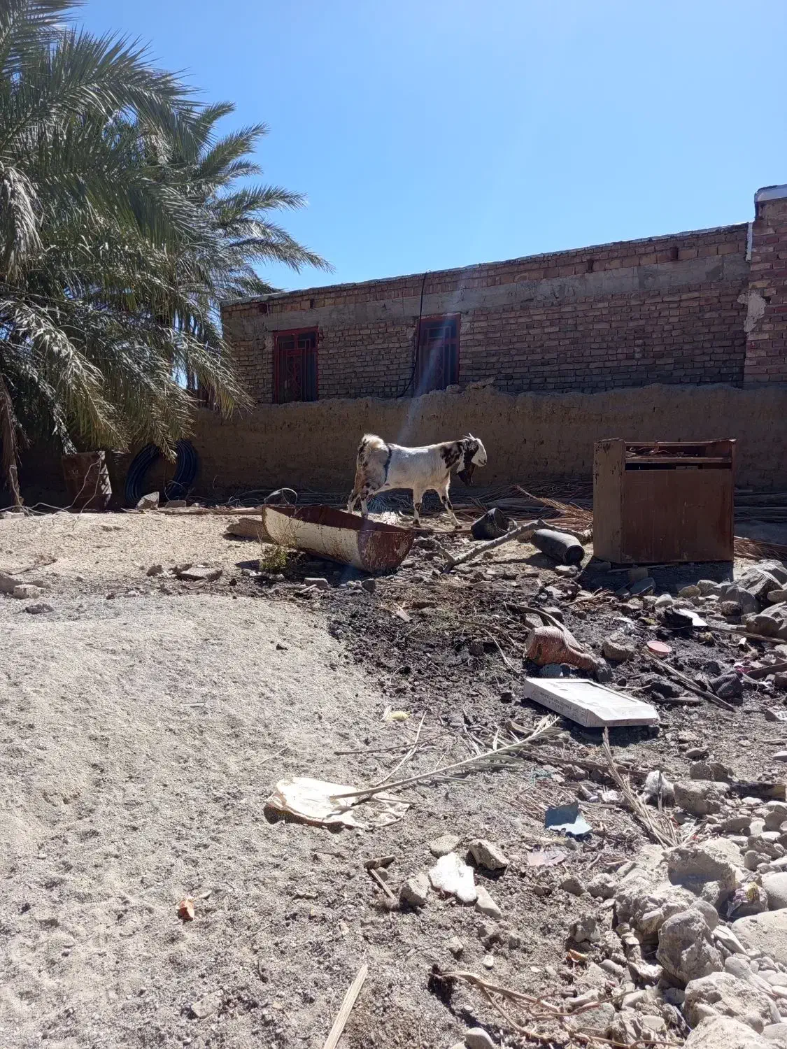 گوسفند|حیوانات مزرعه|سراوان, |دیوار