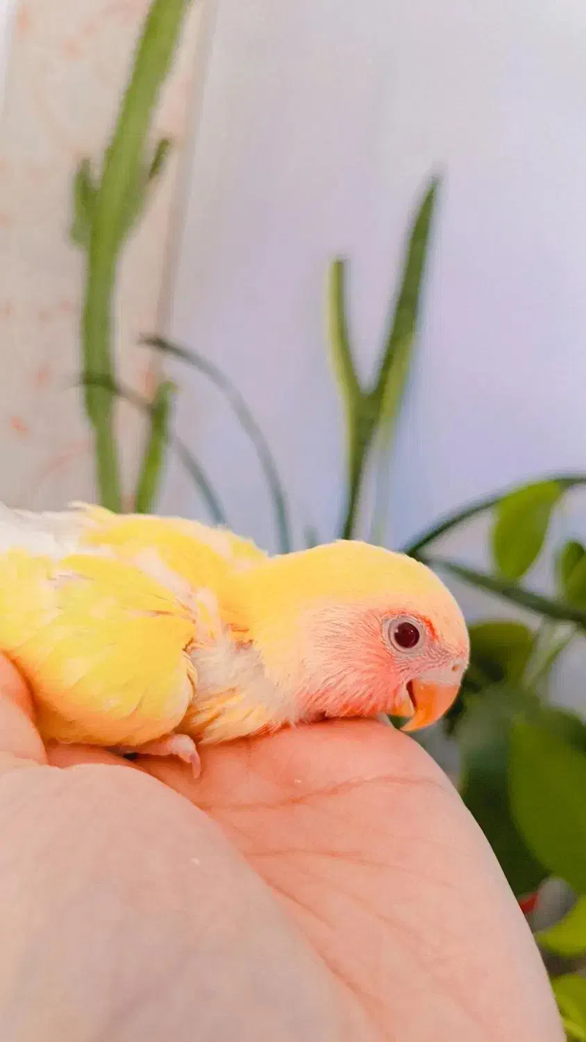 طوطی کتوله|پرنده|سیرجان, |دیوار