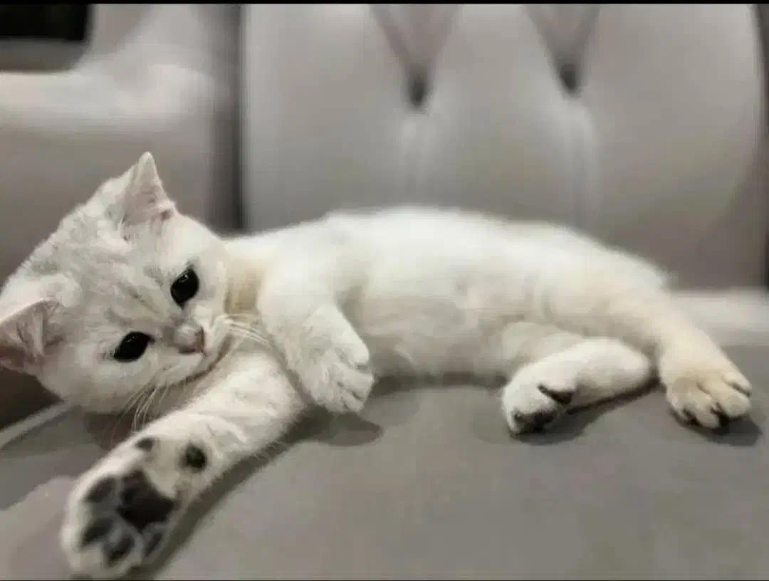 گربه بریتیش سیلور خالص (پت شاپ نیستم)|گربه|تهران, پونک|دیوار