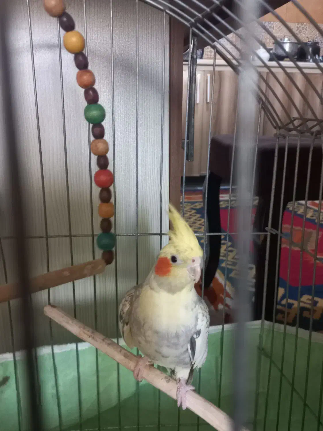 عروس هلندی|پرنده|لاهیجان, کوی زمانی|دیوار