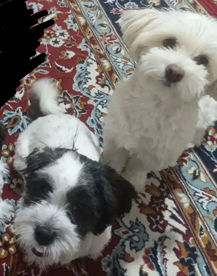 واگذاری دوعددسگ شیتزو|سگ|شیراز, قلعه نو|دیوار