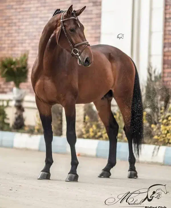 و .اسب .|اسب و تجهیزات اسب‌سواری|قم, بنیاد|دیوار