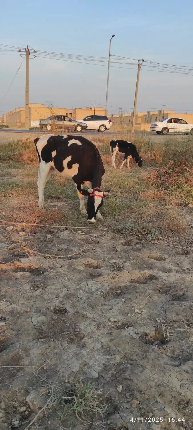 جراحی|حیوانات مزرعه|چمران, |دیوار