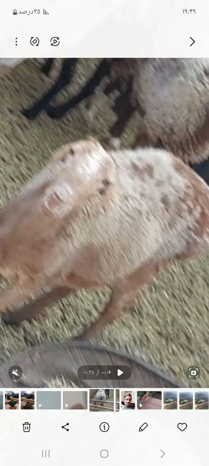 میش چینی|حیوانات|رفسنجان, |دیوار