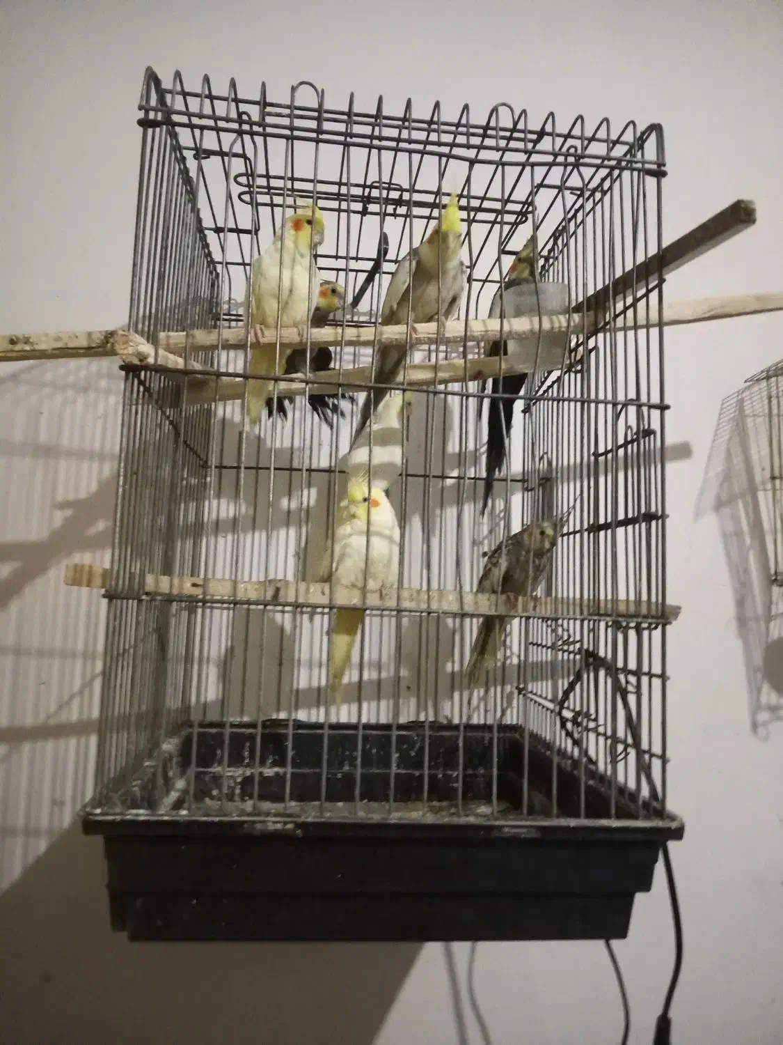 عروس هلندی|پرنده|سبزوار, اسلام آباد|دیوار