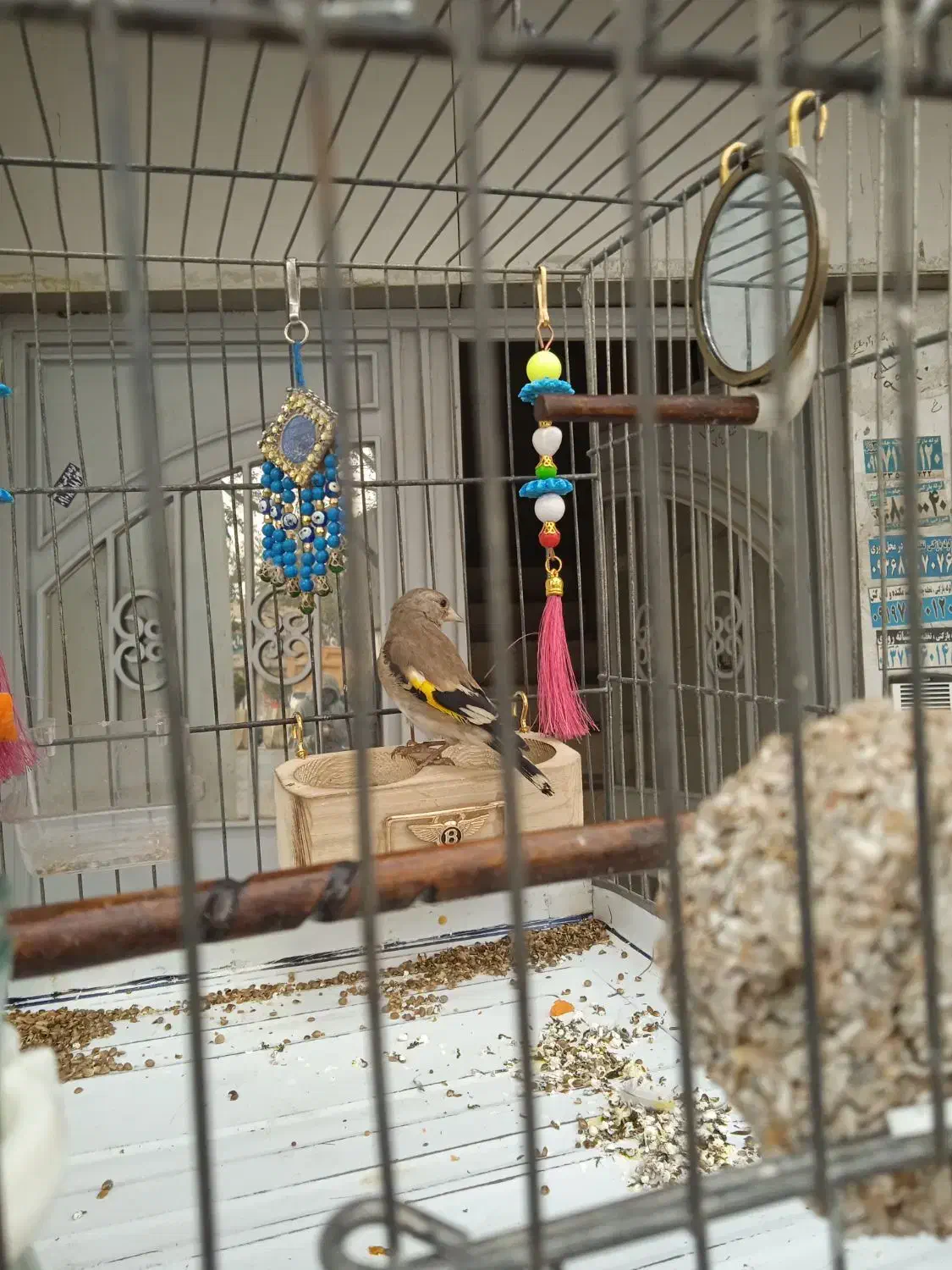 جوجه سهره نر بهاره|پرنده|رباطکریم, الارد|دیوار