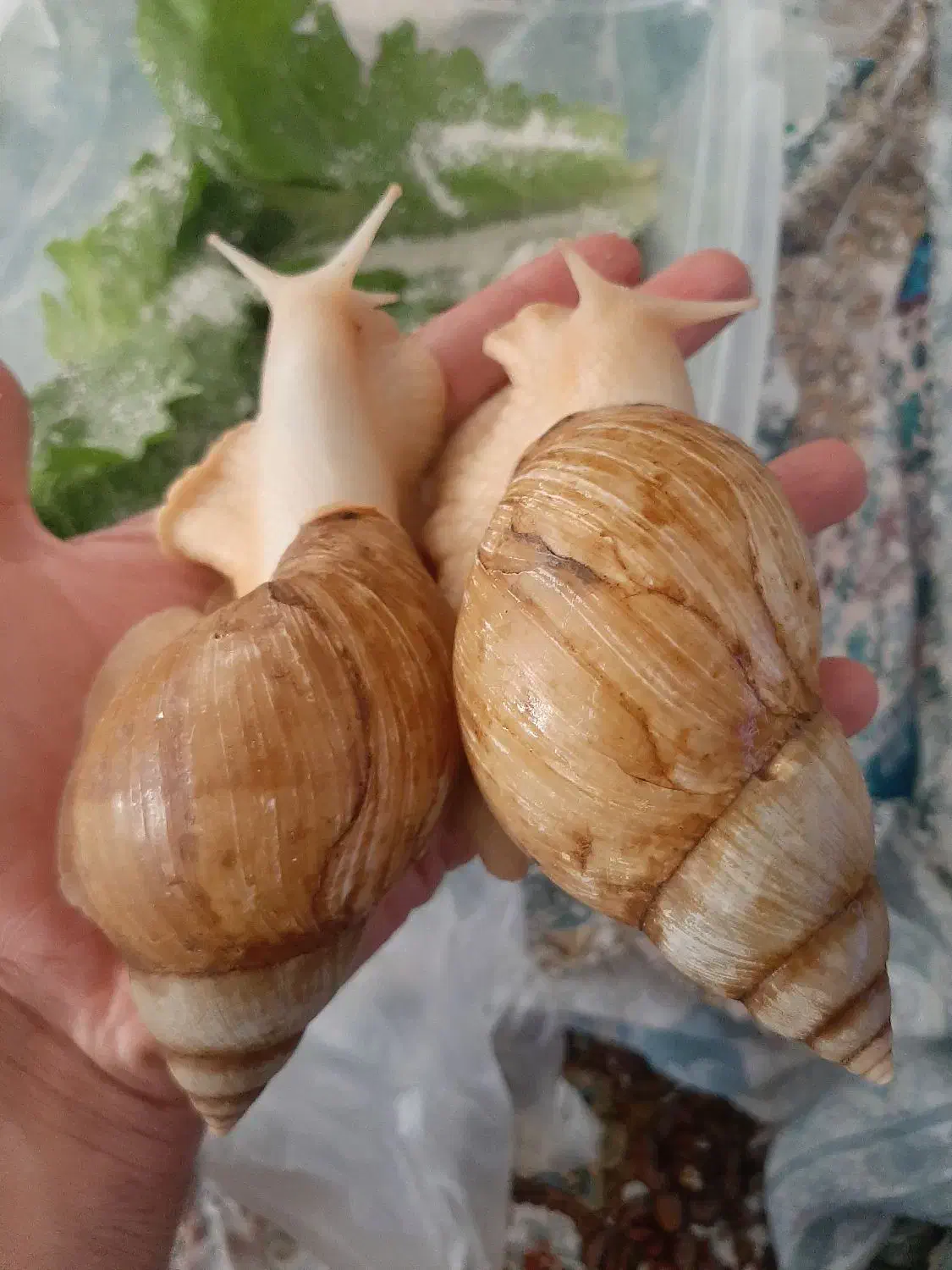 حلزون پرورشی مولد و درمانی|خزنده|سنندج, |دیوار