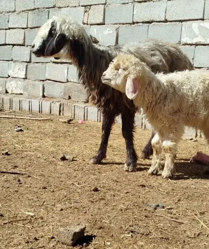 میش با بره نر|حیوانات مزرعه|مرودشت, رامجرد یک|دیوار