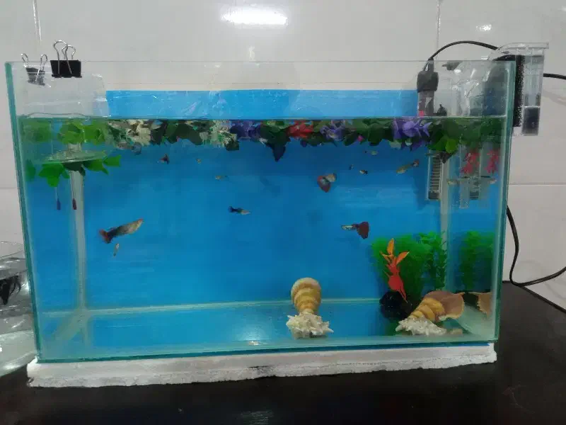 آکواریوم ماهی گوپی|ماهی|مشهد, کوشش|دیوار