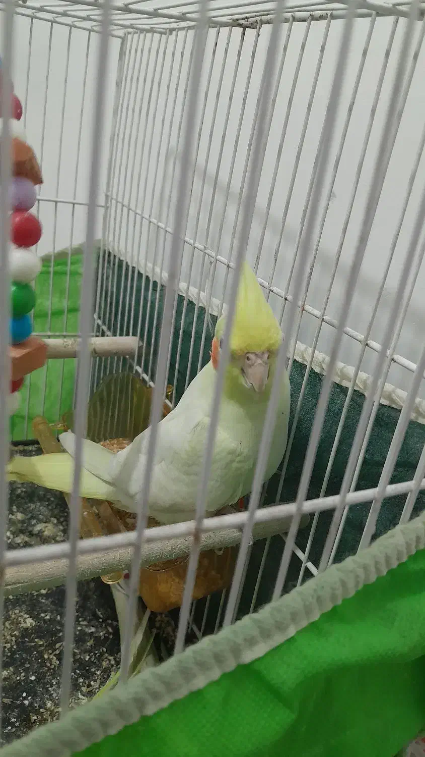 جوجه عروس لوتینو چش شرابی|پرنده|مشهد, ابوذر|دیوار