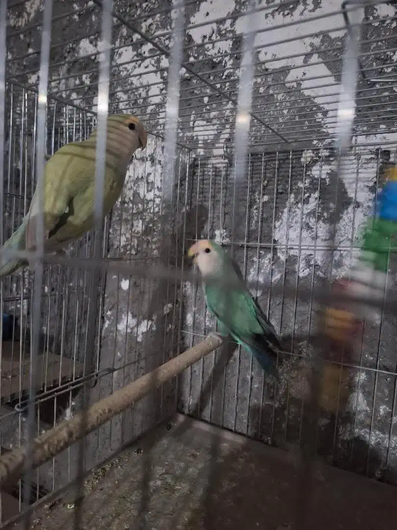 گرینجیک. طوطی کتوله. کبوتر|پرنده|زرند, |دیوار