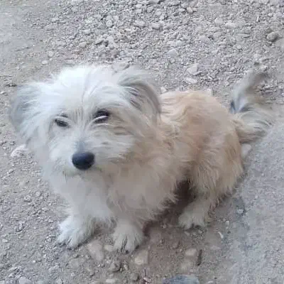 سگ پاپی|سگ|فسا, |دیوار