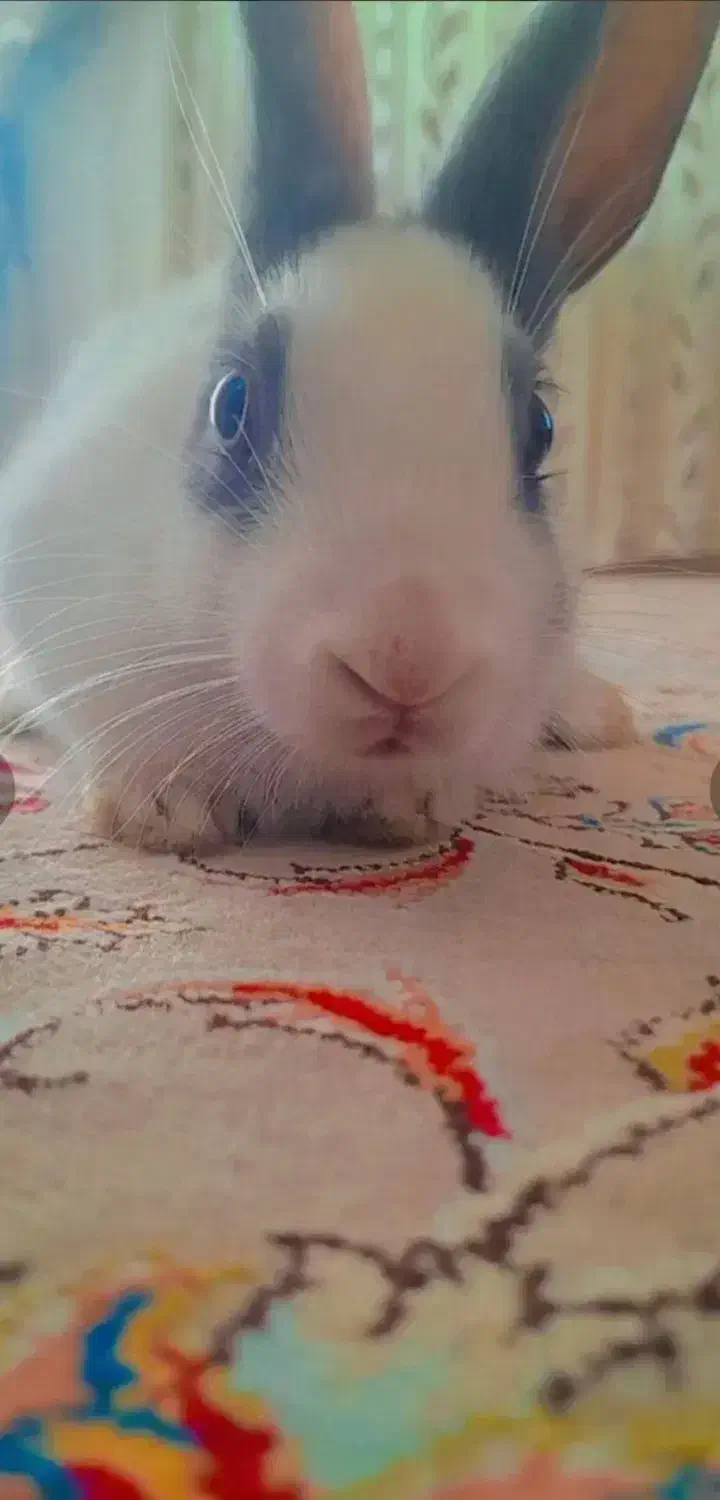 خرگوش خانگی|موش و خرگوش|اهر, |دیوار